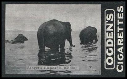 31 Sanger's Elephants Bathing